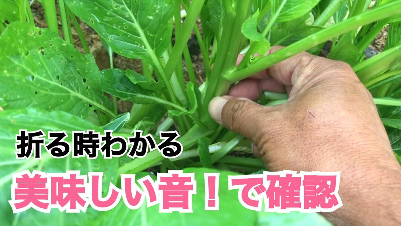 今日の菜園・玉ねぎ苗状況とアスパラ菜収穫出荷