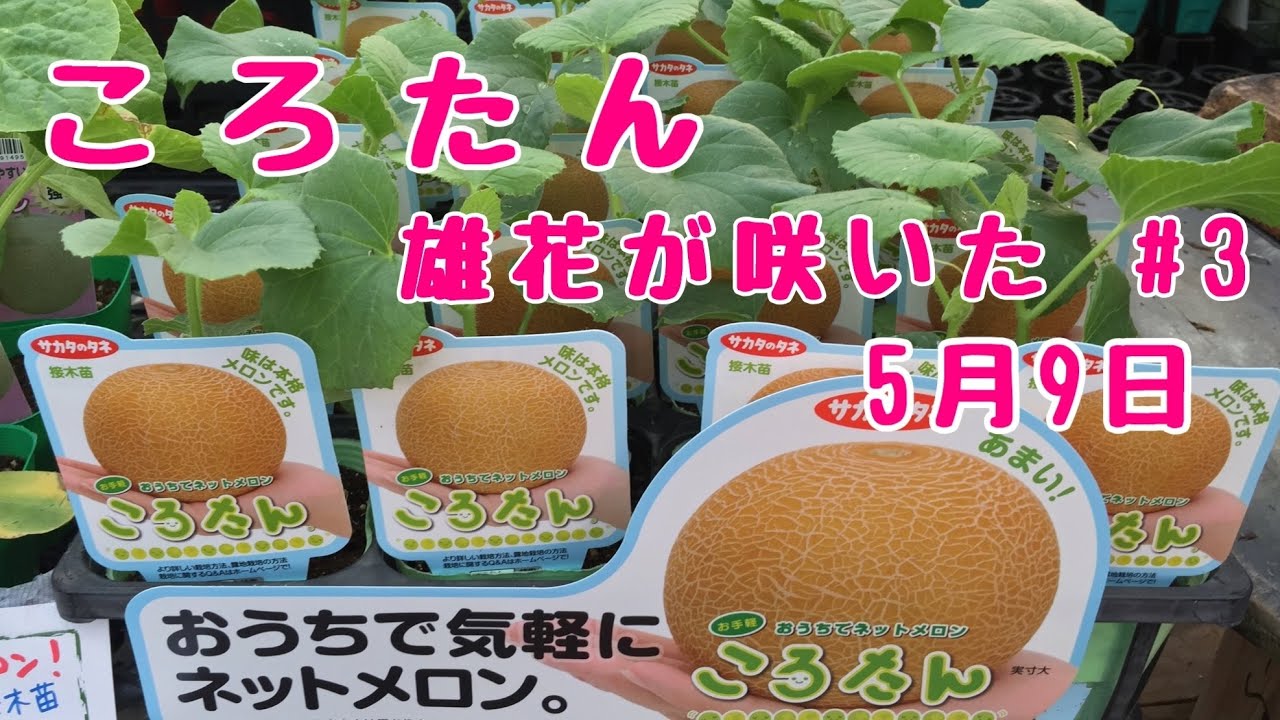 メロンころたんNo.3 雄花が咲きました【家庭菜園】 鉢でぐるぐるベランダでも簡単あんどん仕立てで空中栽培 2015年5月9日