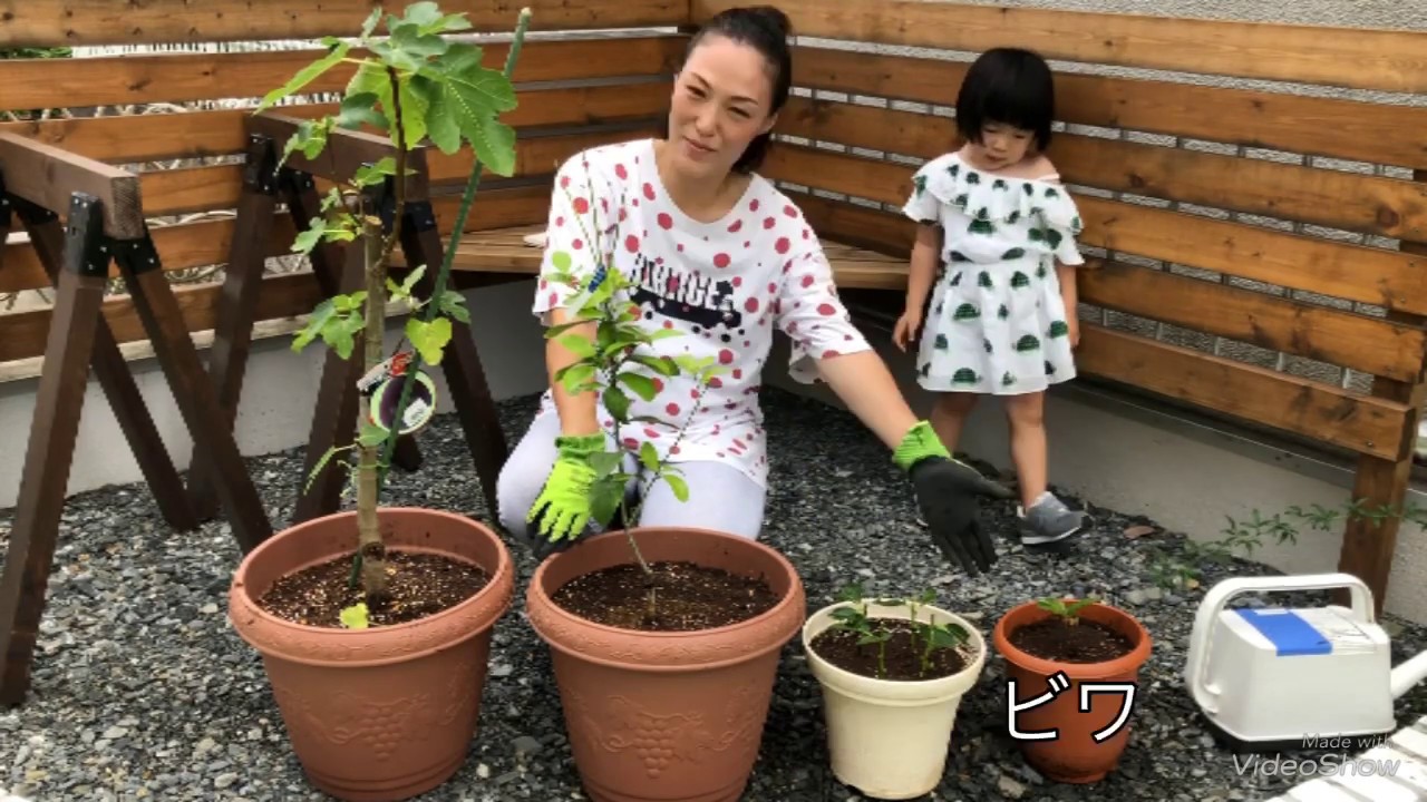 【DIY主婦】庭を彩る果樹・花木 〜イチジク・レモン・ビワ・紫陽花の挿し木を植える〜