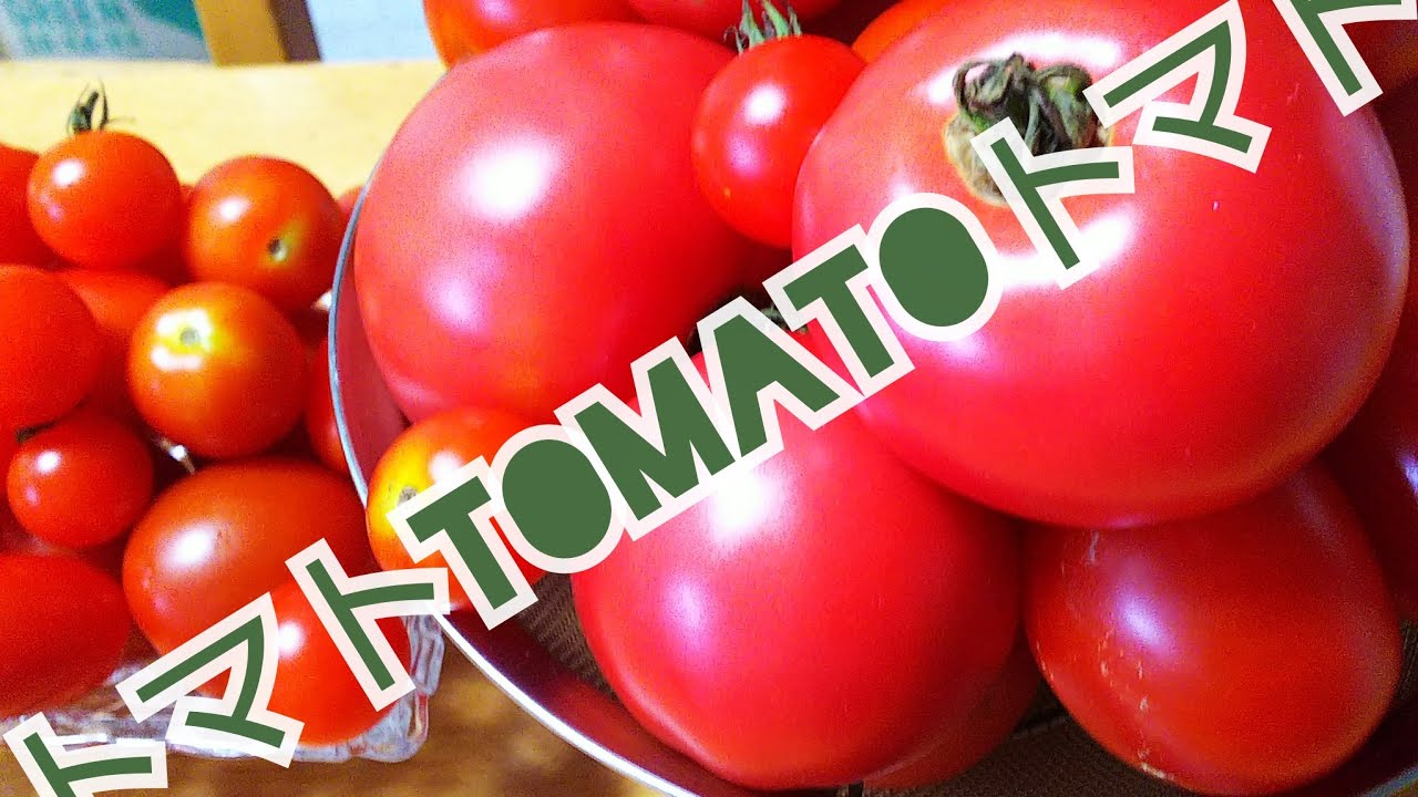 トマトはしばらく困らない。家庭菜園終了のお知らせ😢秋なので畑は終わりです。（自給自足 節約 リコピン tomato ）