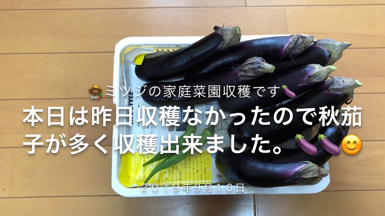 ミツジの家庭菜園収穫です 秋茄子の収穫です🍆