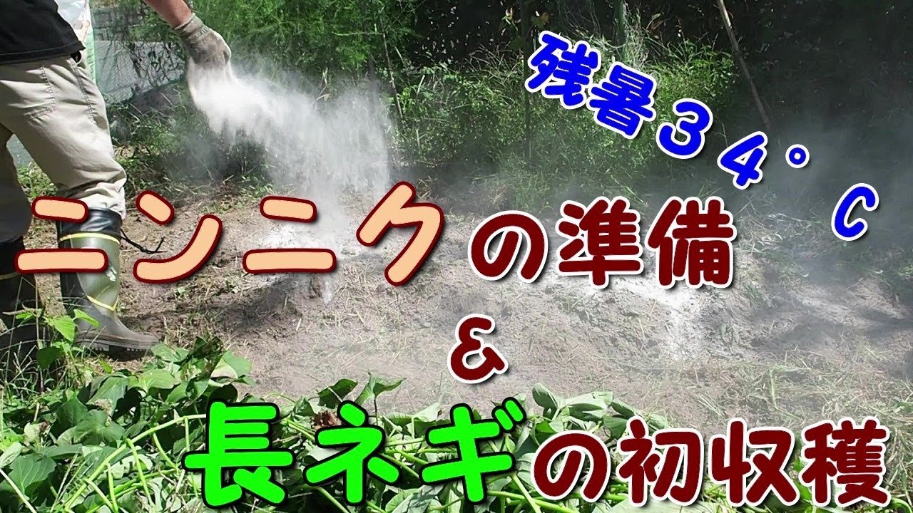 【家庭菜園３年目】ニンニクの準備と長ネギの初収穫