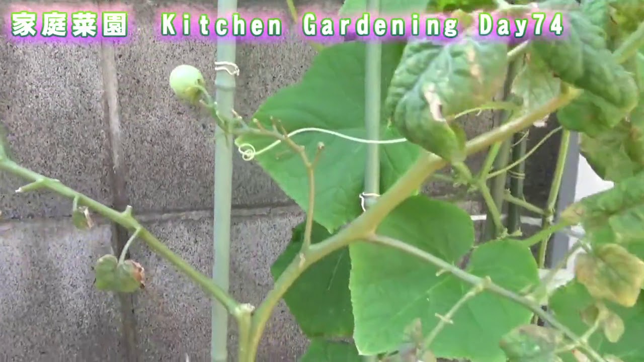 家庭菜園　8/17　74日目　オクラ(26)　ミニトマト黄(38~50)を収穫！　Kitchen gardening Day74