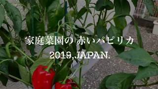 家庭菜園の赤い パピリカ Red Paprika Plantation 🌱,Japan.2019,by Shindo.