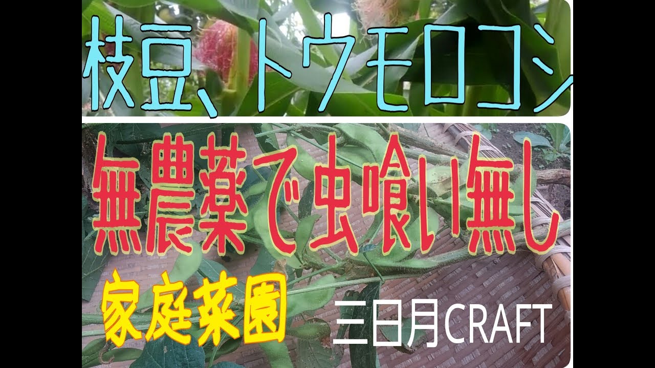 虫喰い対策／家庭菜園　枝豆、トウモロコシ虫喰い無しのワケ