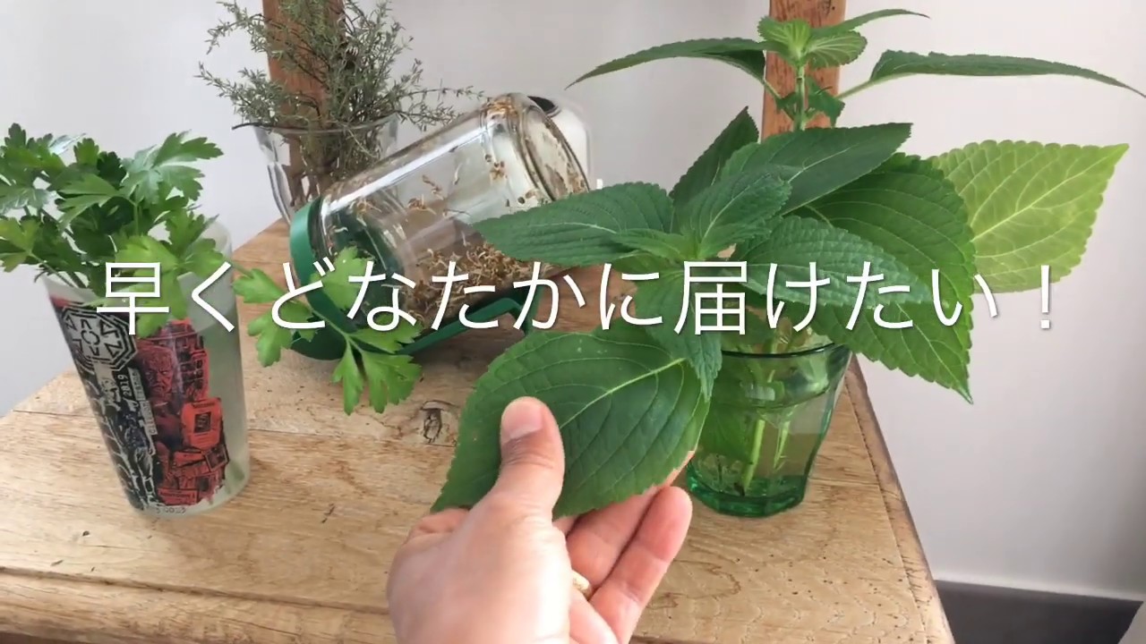 フランス オーガニック野菜＆フランスの家庭菜園　フランスのお義母さんの家庭菜園をご紹介します。新鮮採れたて野菜は最高の宝物。フランスの田舎から。