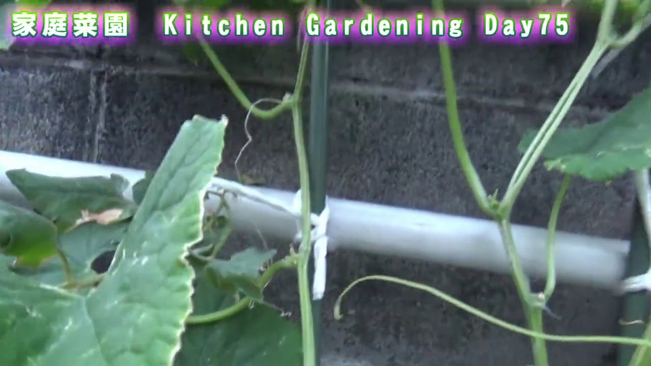 家庭菜園　8/18　75日目　オクラ（27）を収穫！　Kitchen gardening Day75