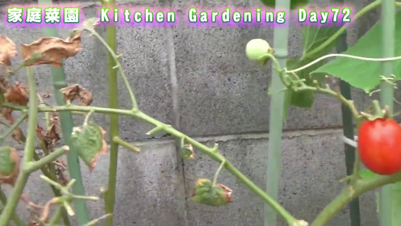 家庭菜園　8/15　72日目　家庭菜園に初台風が来る・・・　Kitchen gardening Day72