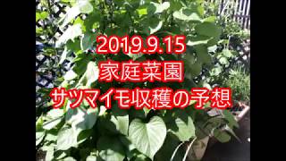 2019 9 15家庭菜園のサツマイモ栽培の様子