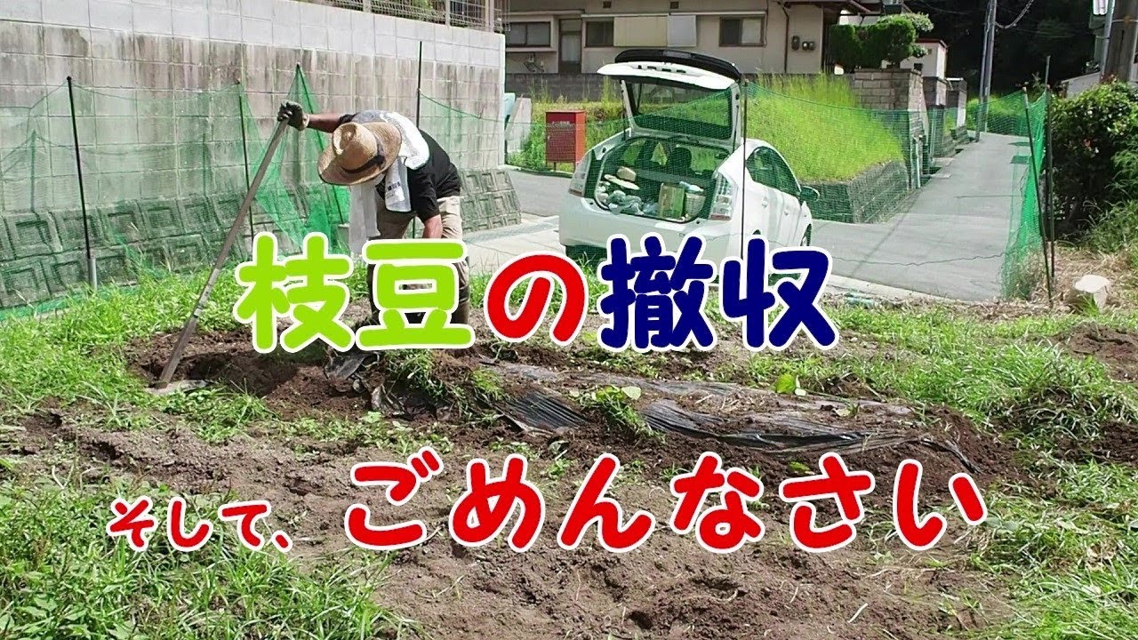 【家庭菜園３年目】枝豆の撤収と・・・