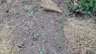 初めての家庭菜園で野菜の種を植えて7日