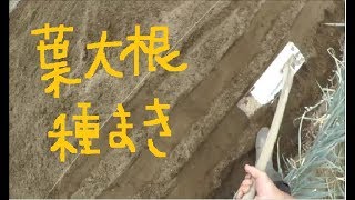 家庭菜園　2019年9月　葉大根　種まき