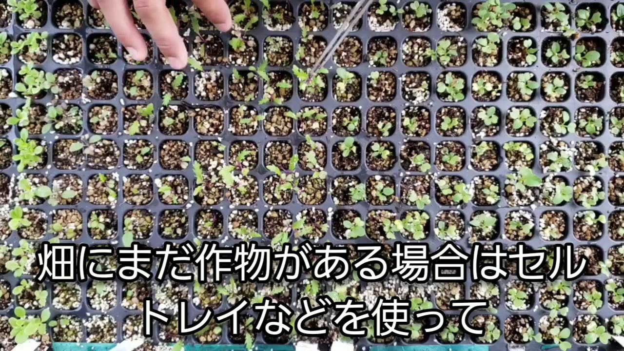 【家庭菜園】育苗の様子