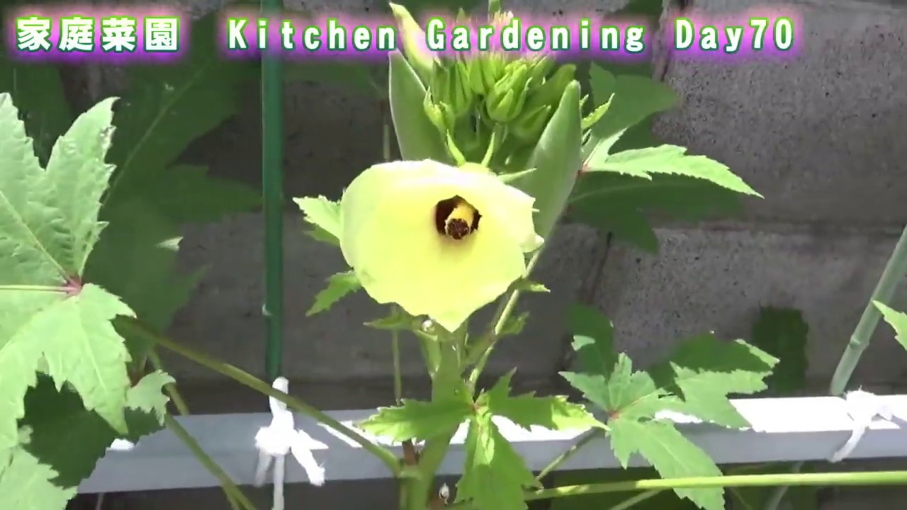 家庭菜園 8/13　70日　やわらかジャンボナスが順調に成長中！　Kitchen gardening Day70