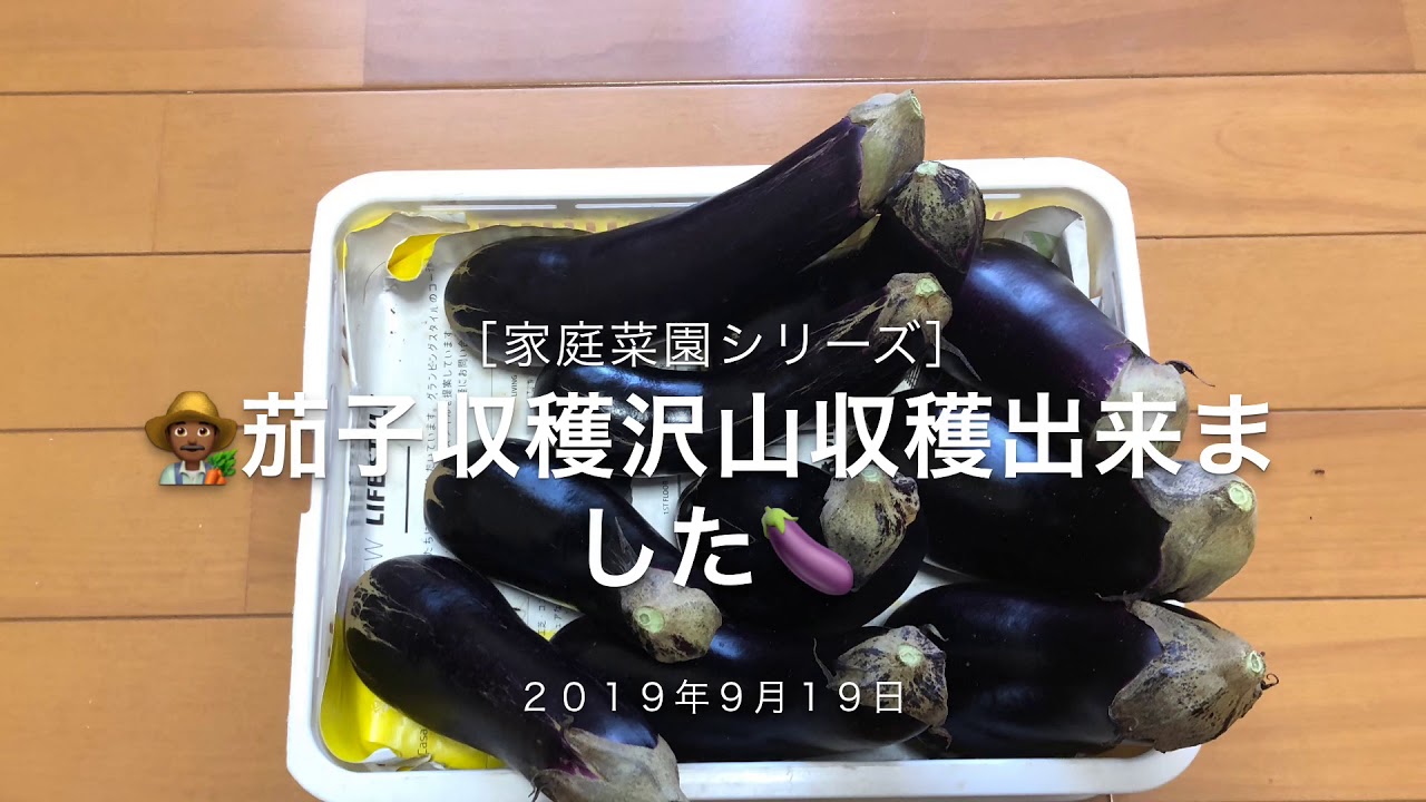 ［家庭菜園シリーズ］ 茄子収穫出来ました🍆