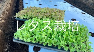 秋冬野菜【レタスの植え方】19/9/17