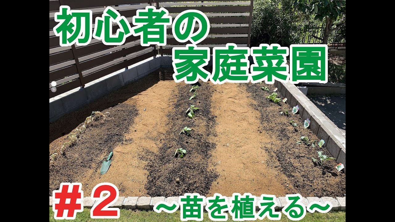 【家庭菜園】♯2　初心者の家庭菜園～苗を植えてみよう～