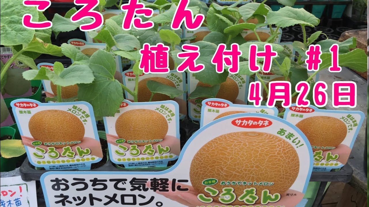 メロンころたんNo.1植え付け【家庭菜園】 鉢でぐるぐるベランダでも簡単あんどん仕立てで空中栽培2015年4月26日