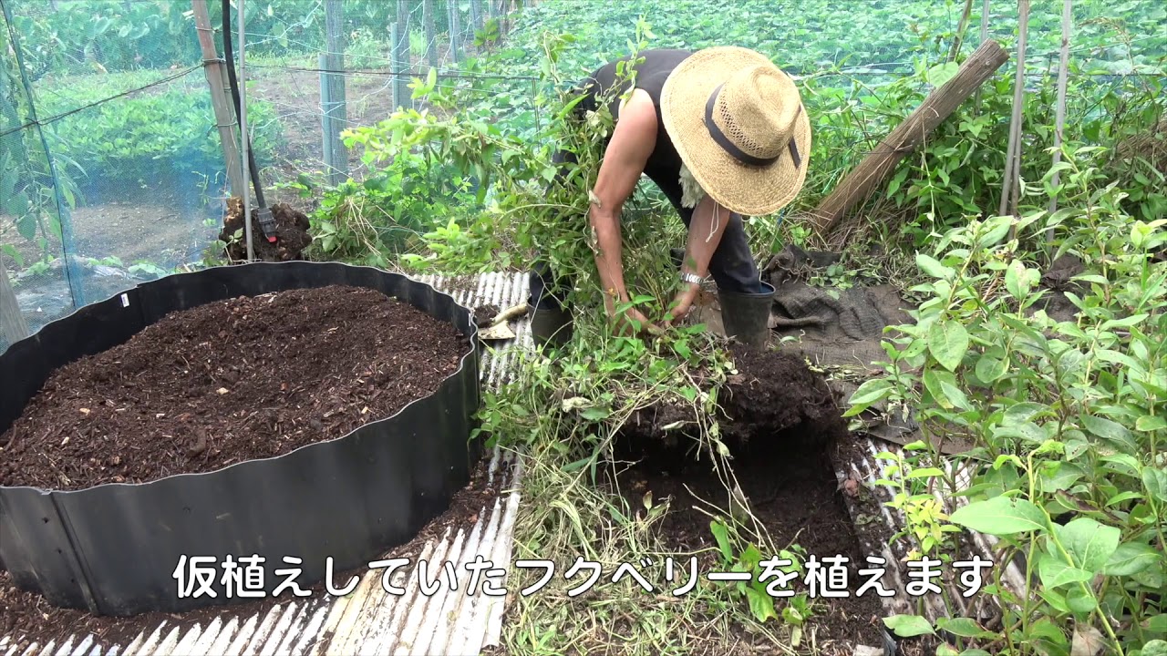 菜園だより190902隔離栽培・堆肥・玉葱