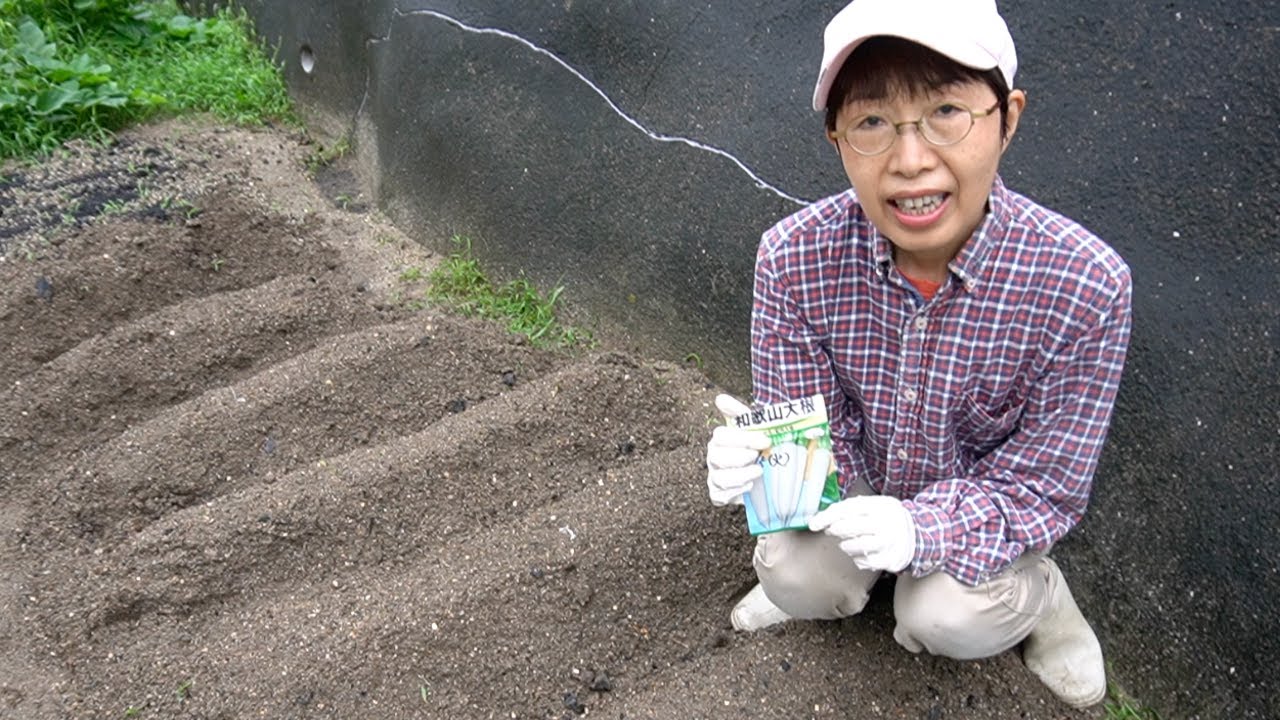 家庭菜園 8月に大根のタネまきをしました