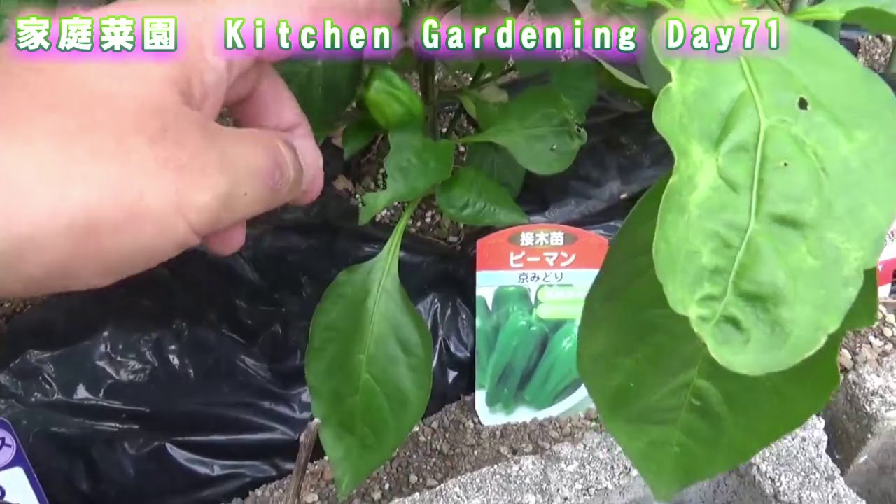 家庭菜園　8/14　71日目①　台風が接近中で風が凄い・・・　　Kitchen gardening Day71