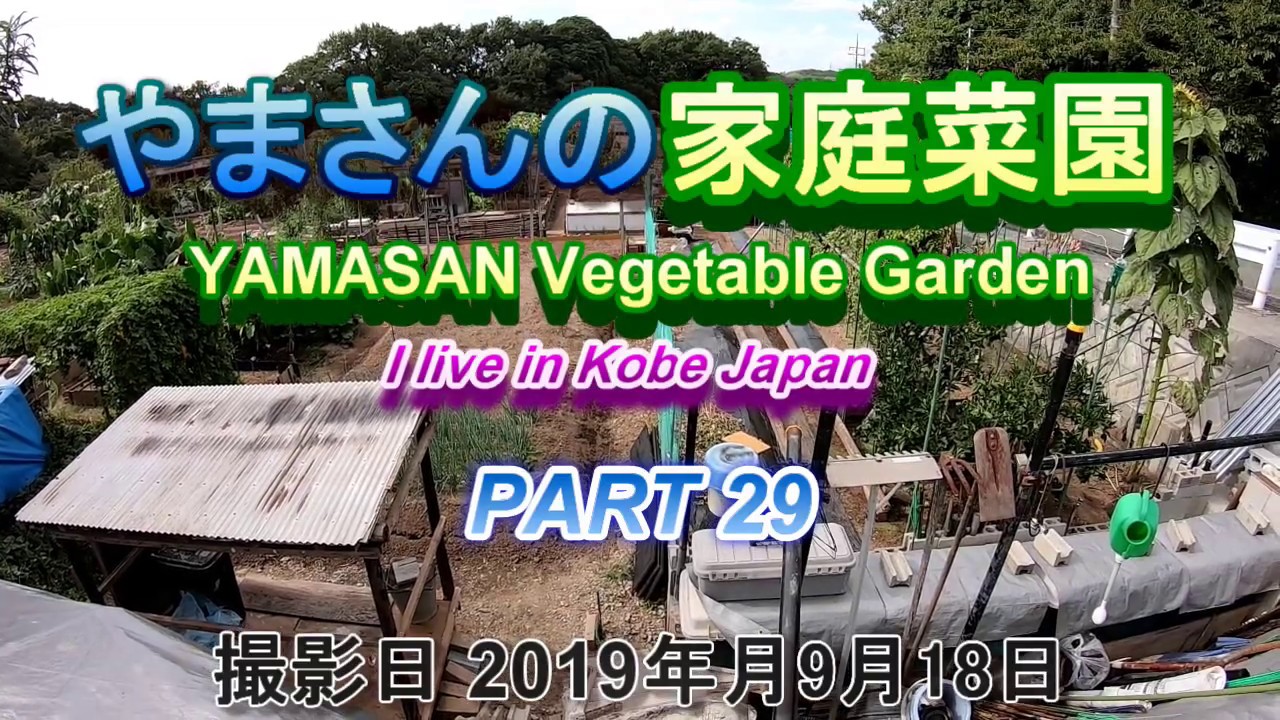 やまさんの家庭菜園 Part29 「近況報告 大根の種蒔き スダチ ヒマワリ  鷹の爪 山の芋 葱 アサツキ タキイの種 耐病総太り